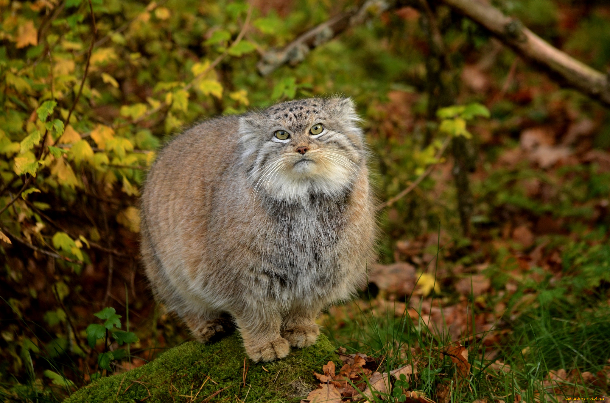 Хк манул чита. Манул (палласов кот). Лесной кот Манул. Сибирский дикий кот Манул. Дальневосточный Манул.